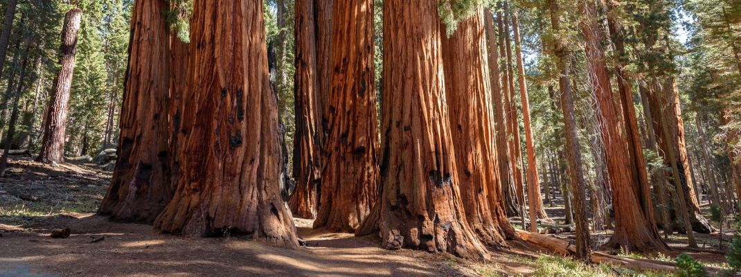 Dorst Creek Campground, Sequoia National Park