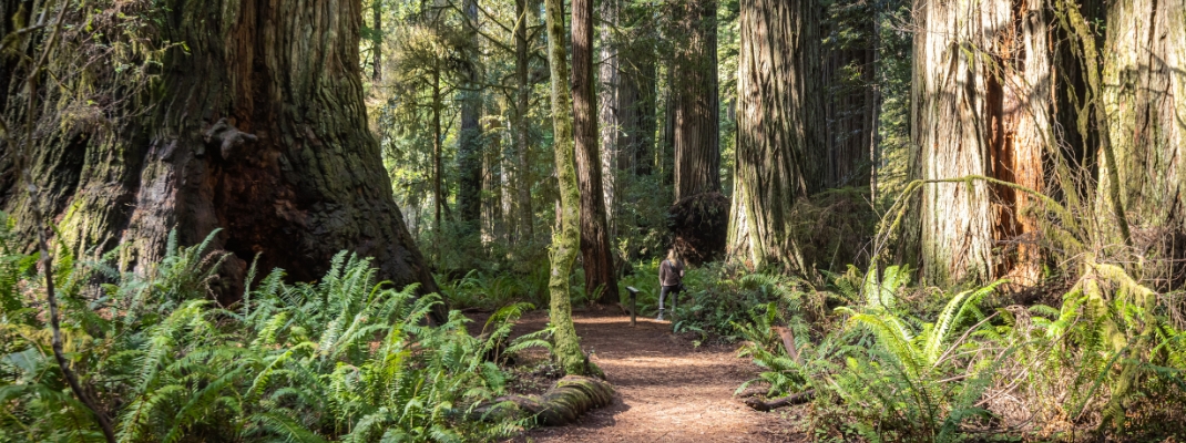 Jedediah Smith Redwood forest in northern California