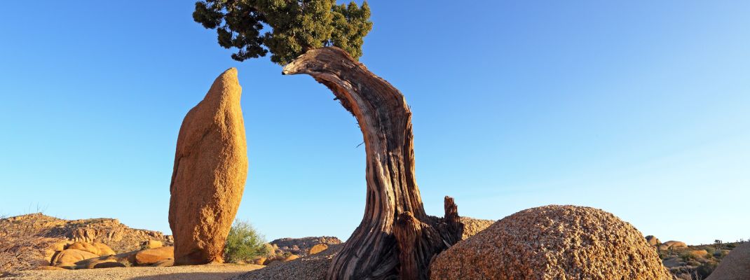 Jumbo Rocks Campground, Joshua Tree National Park