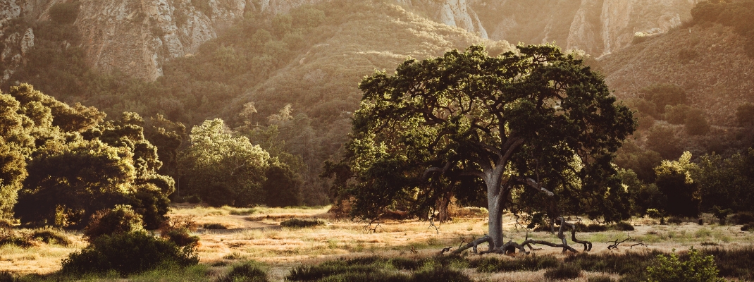 Malibu Creek Park in California