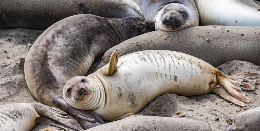 Elephant Seal Vista Point