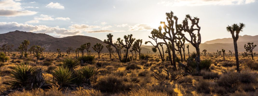 Joshua Tree National Park