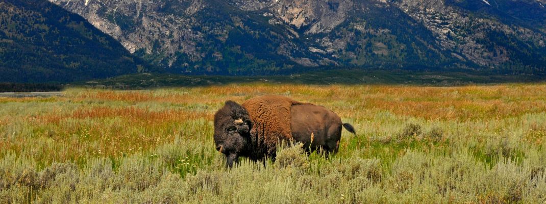 Yellowstone and Grand Teton National Parks