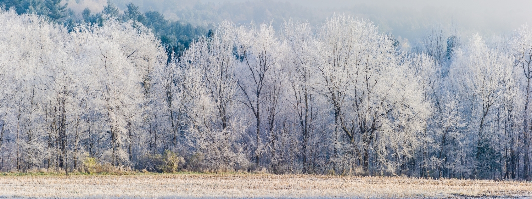 Autumn colored frost covered trees