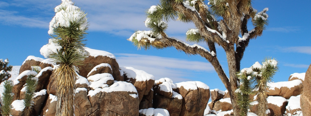 Joshua Tree National Park in Winter