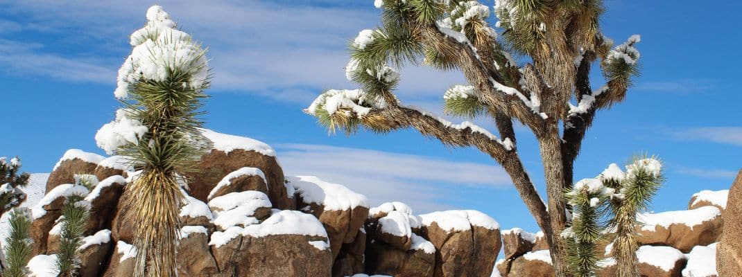 Joshua Tree National Park