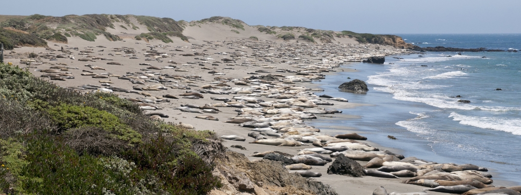 Elephant seals at Hearst-San Simeon State Park.
