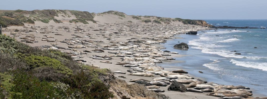 Hearst San Simeon State Park Campgrounds