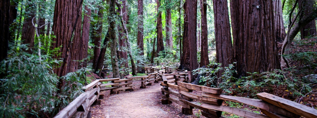 Path Through the Redwood Forest