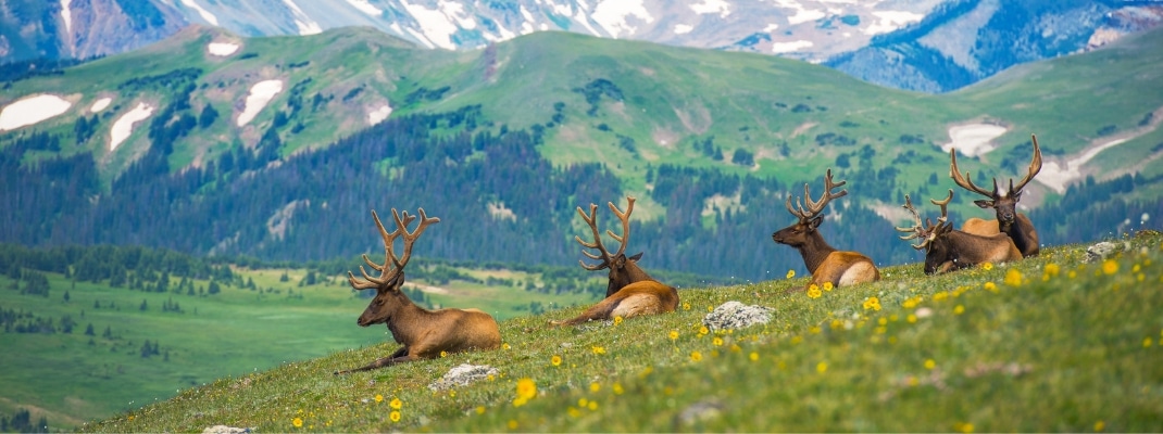Elks on Rocky Mountain in Colorado, USA