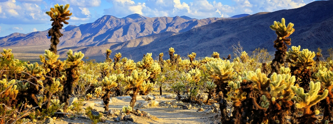 Cholla cactus garden with hiking trail,