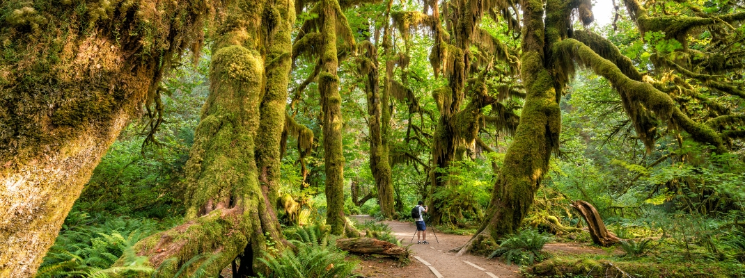 Hoh rain forest in olympic national park, washington, usa 