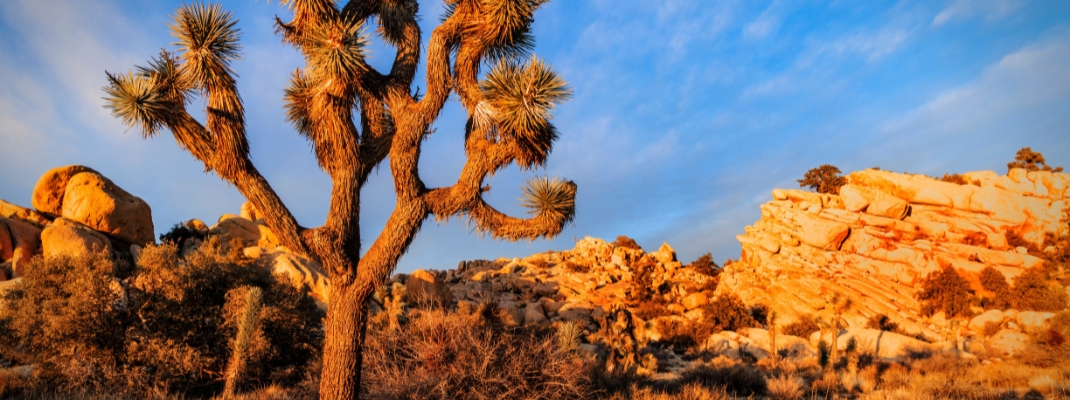 Joshua Tree NAtional Park at Sunset