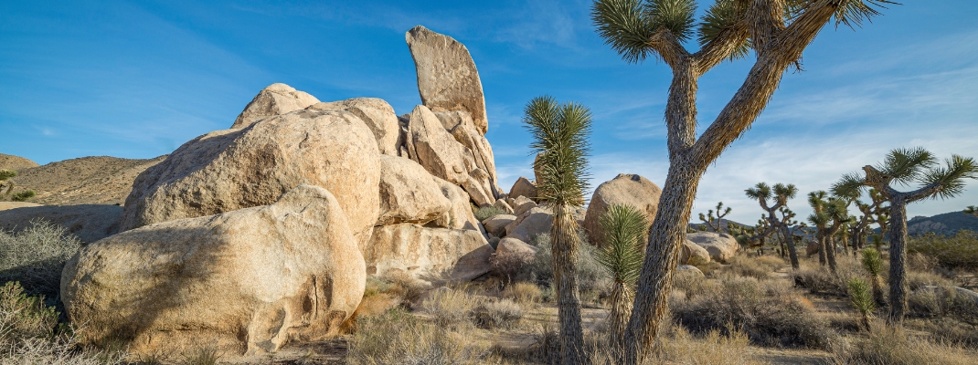 San Bernadino County, Joshua Tree