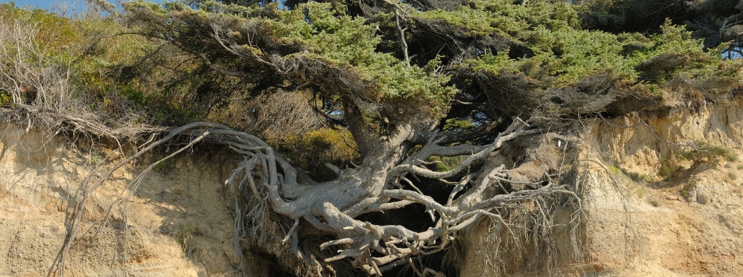 Tree of Life in Olympic National Park 