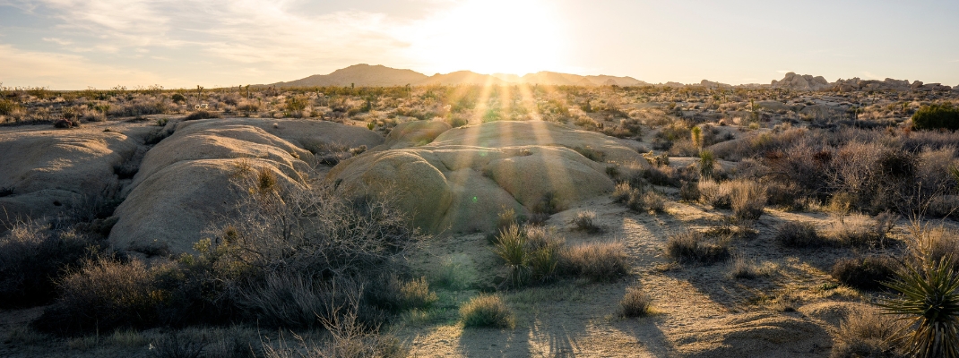 Yucca trees Joshua Tree