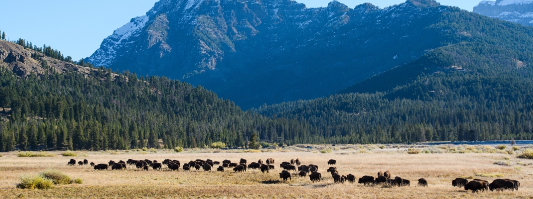 A herd of bison move through the Lamar Valley