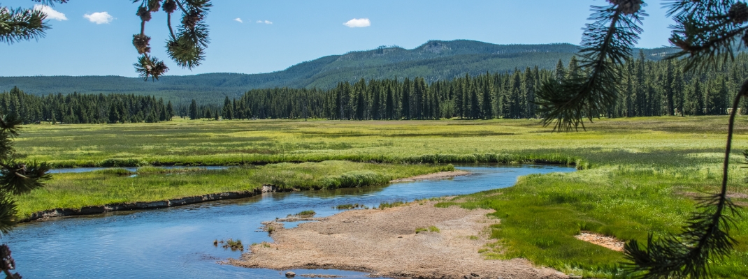 Beautiful, grassy meadow near Madison Campground
