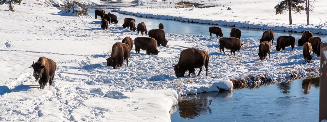 Bison grazing near Yellowstone hot springs