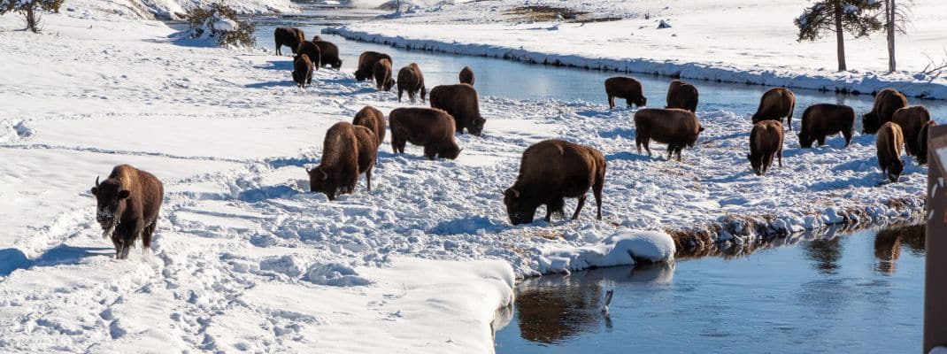 Yellowstone National Park