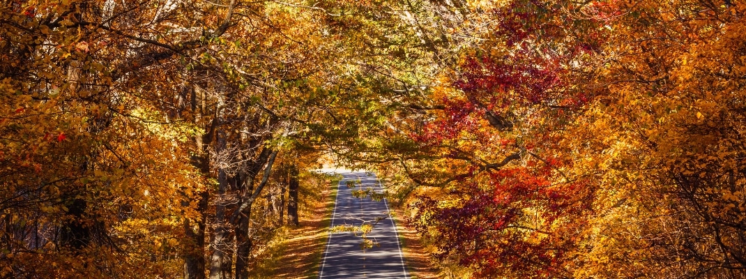 Fall Season at Skyline Drive. Shenandoah National Park 