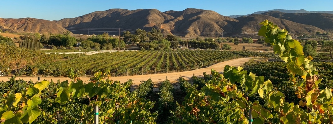 Vineyards at the wine region in Temecula, Southern California. 