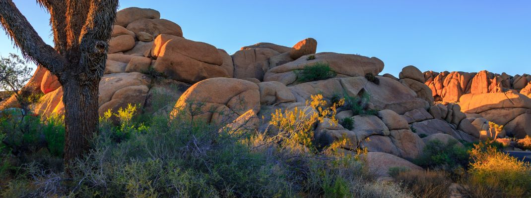 Jumbo Rocks Campground