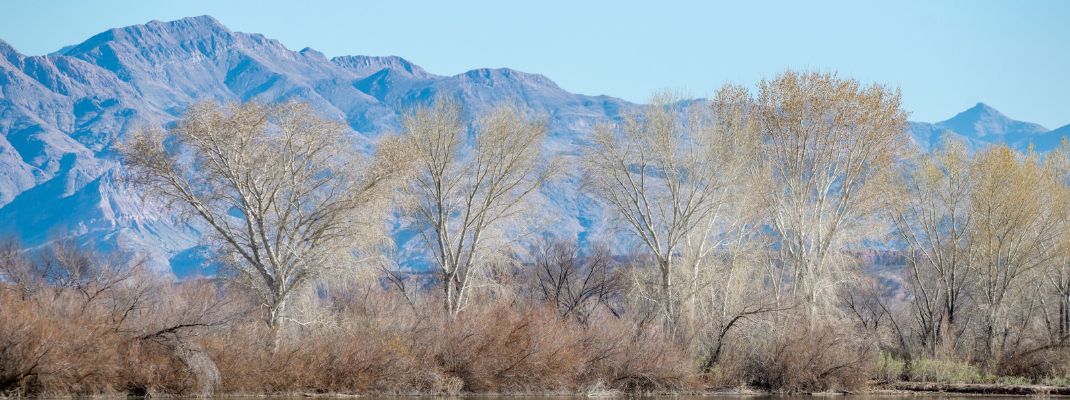 Overton Wildlife Management Area