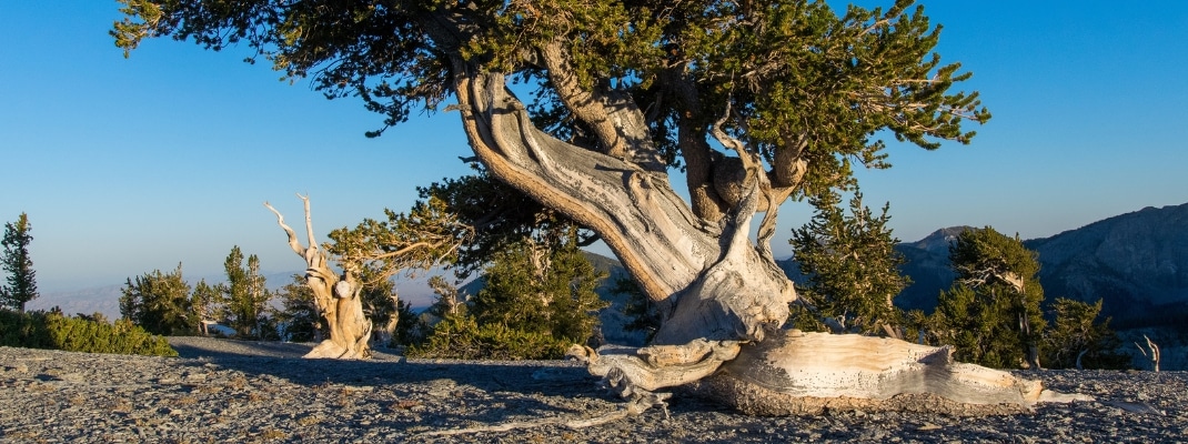 Bristlecone Pine on the slope of Mt. Washinton in Great Basin National Park