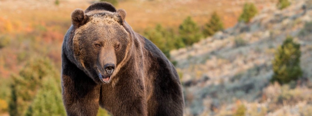 Grizzly Bear looking over edge of cliff 