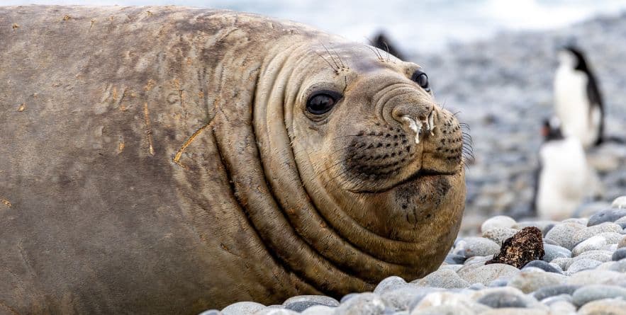 Elephant Seal Rookery