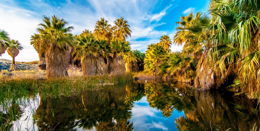 Beautiful pond in the Thousand Palms Oasis Preserve in the Coachella Valley Preserve, Palm Springs