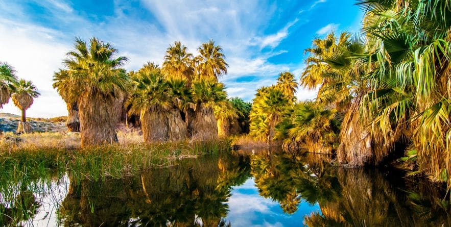 Coachella Valley Preserve