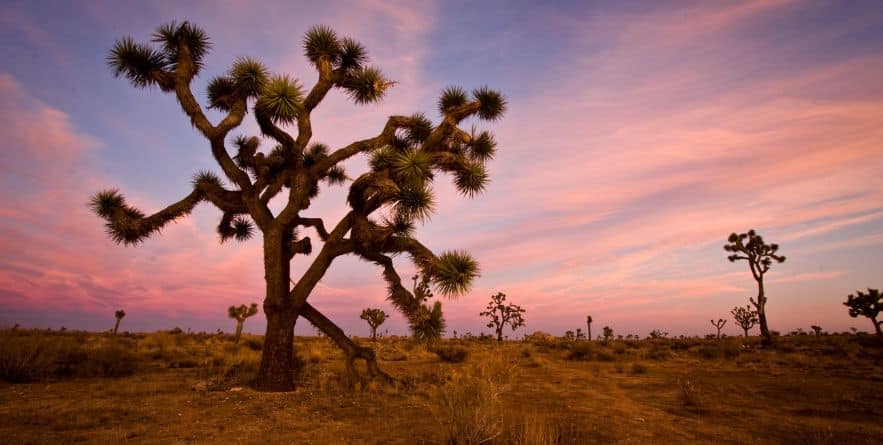 Joshua Tree National Park