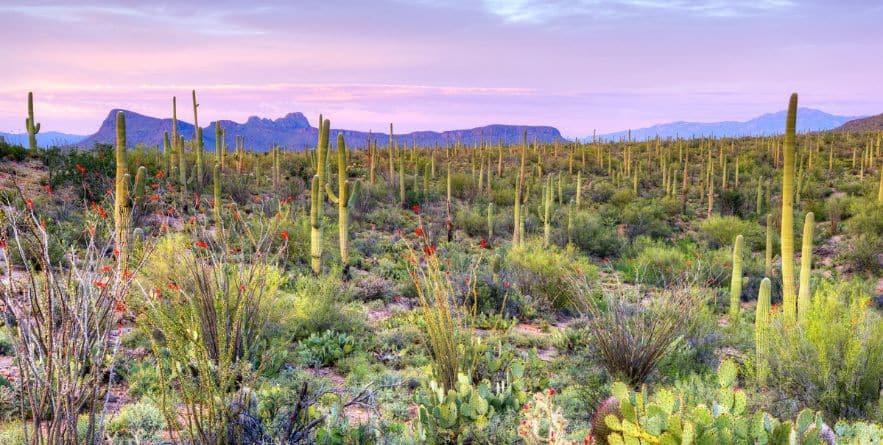 Sonoran Desert National Monument