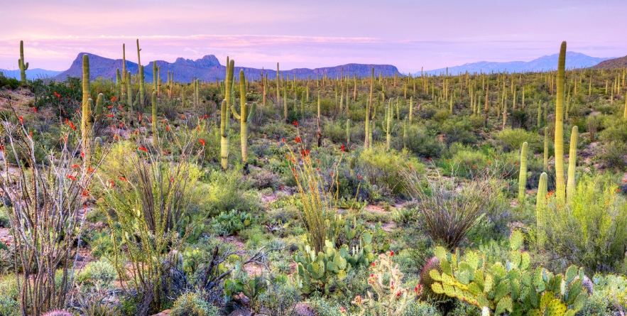 Sunset in Saguaro National Park