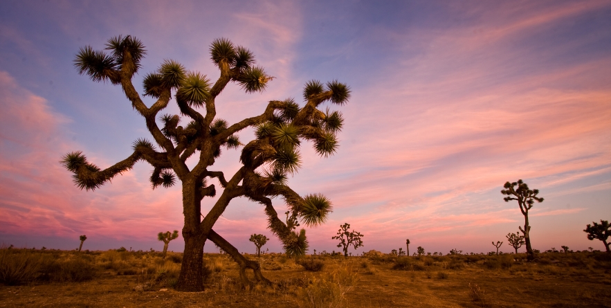 Sunset over Joshua Tree National Park, California, US