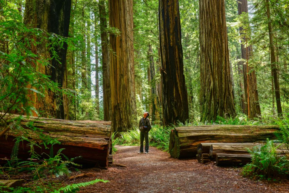 RV Parks Near Redwood National Park