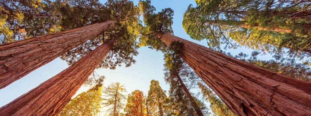 Redwood National Park