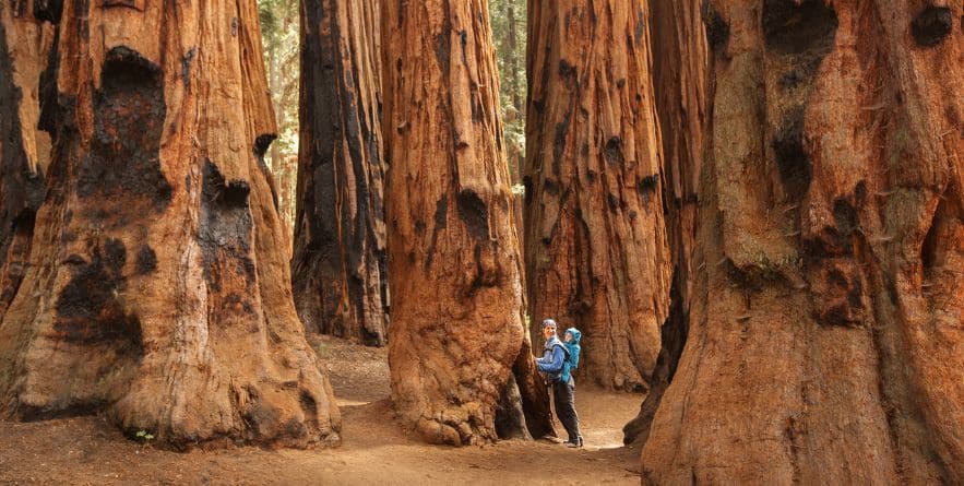 Redwood National and State Parks