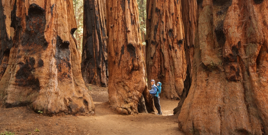 Sequoia national park in California