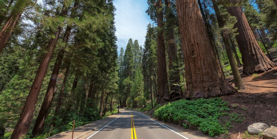 Avenue of the Giants