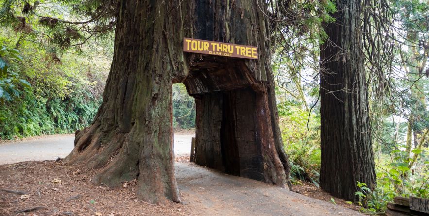 Drive-Thru Tree Park