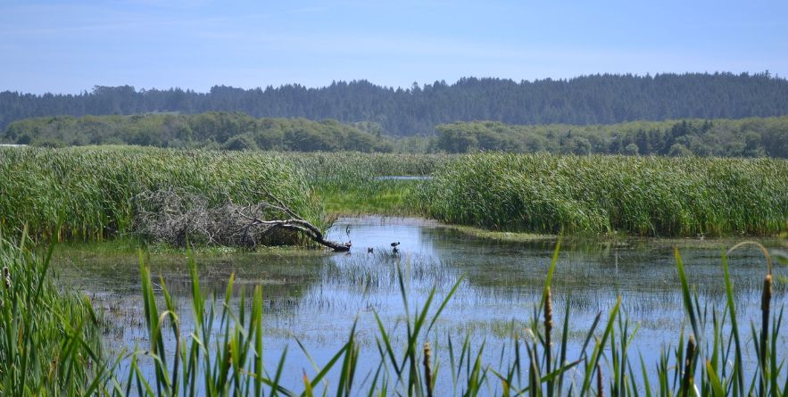 Humboldt Bay National Wildlife Refuge