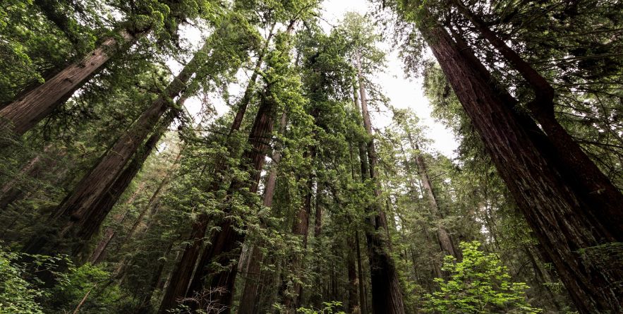 Redwood National Park