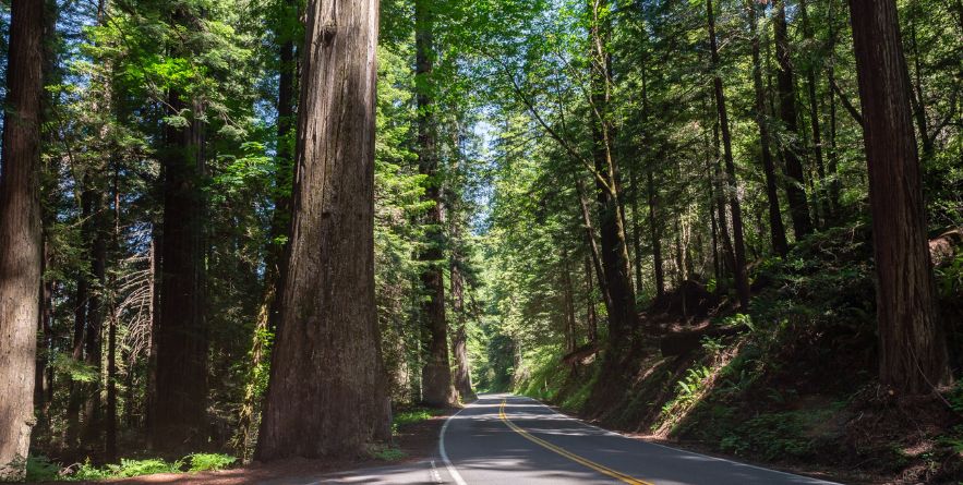 Avenue of the Giants