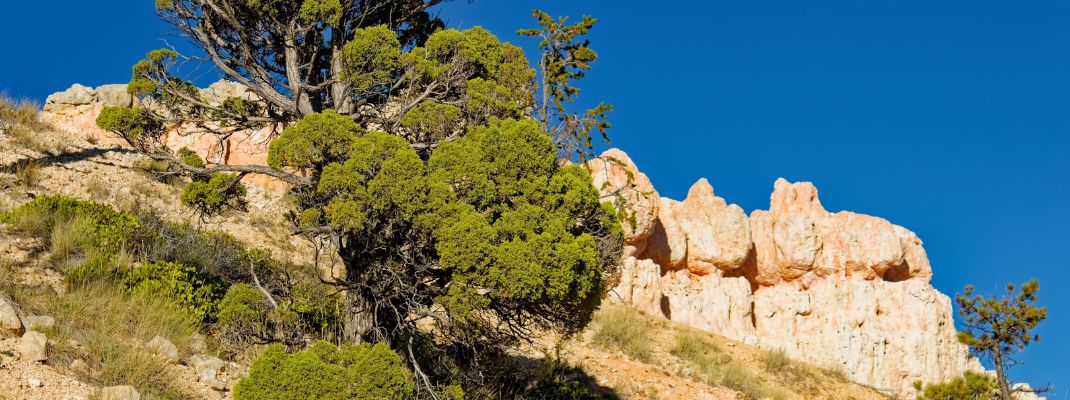 Bryce Canyon Pines Campground