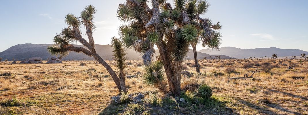 Joshua Tree KOA Holiday